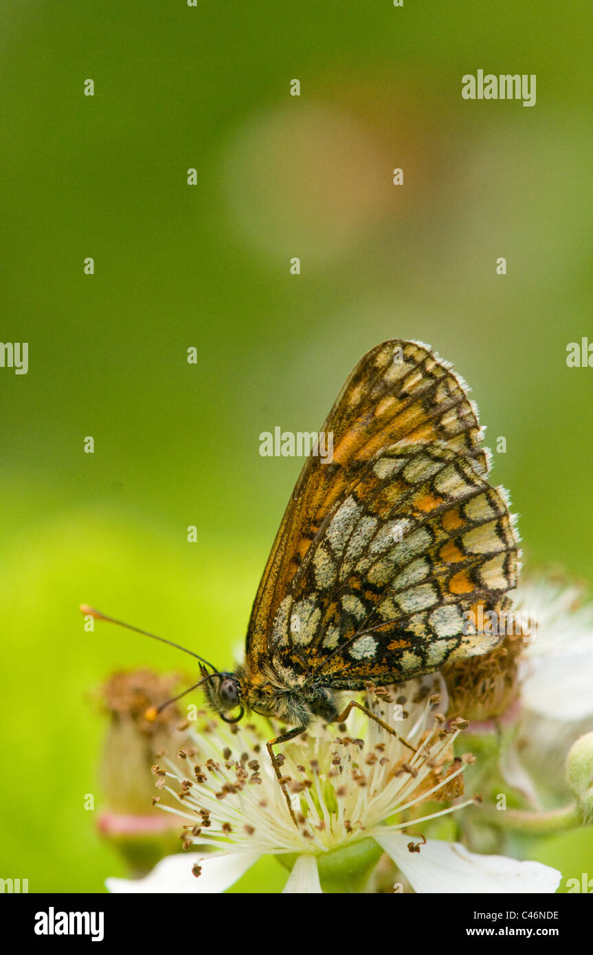 Heide Fritillary butterfly Stockfoto