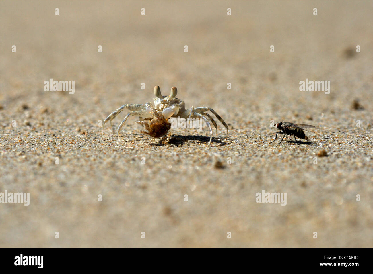 Sand Bubbler Krabbe Scopimera Inflata und eine Fliege, Thailand, Insel Phuket Stockfoto
