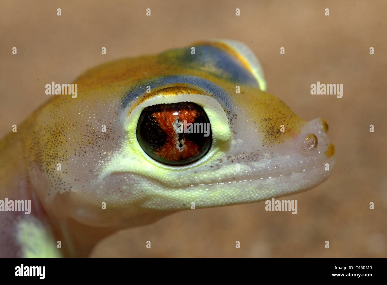 Namib Dune Gecko, (Palmatogecko) Pachydactylus Rangei, Namibia Stockfoto