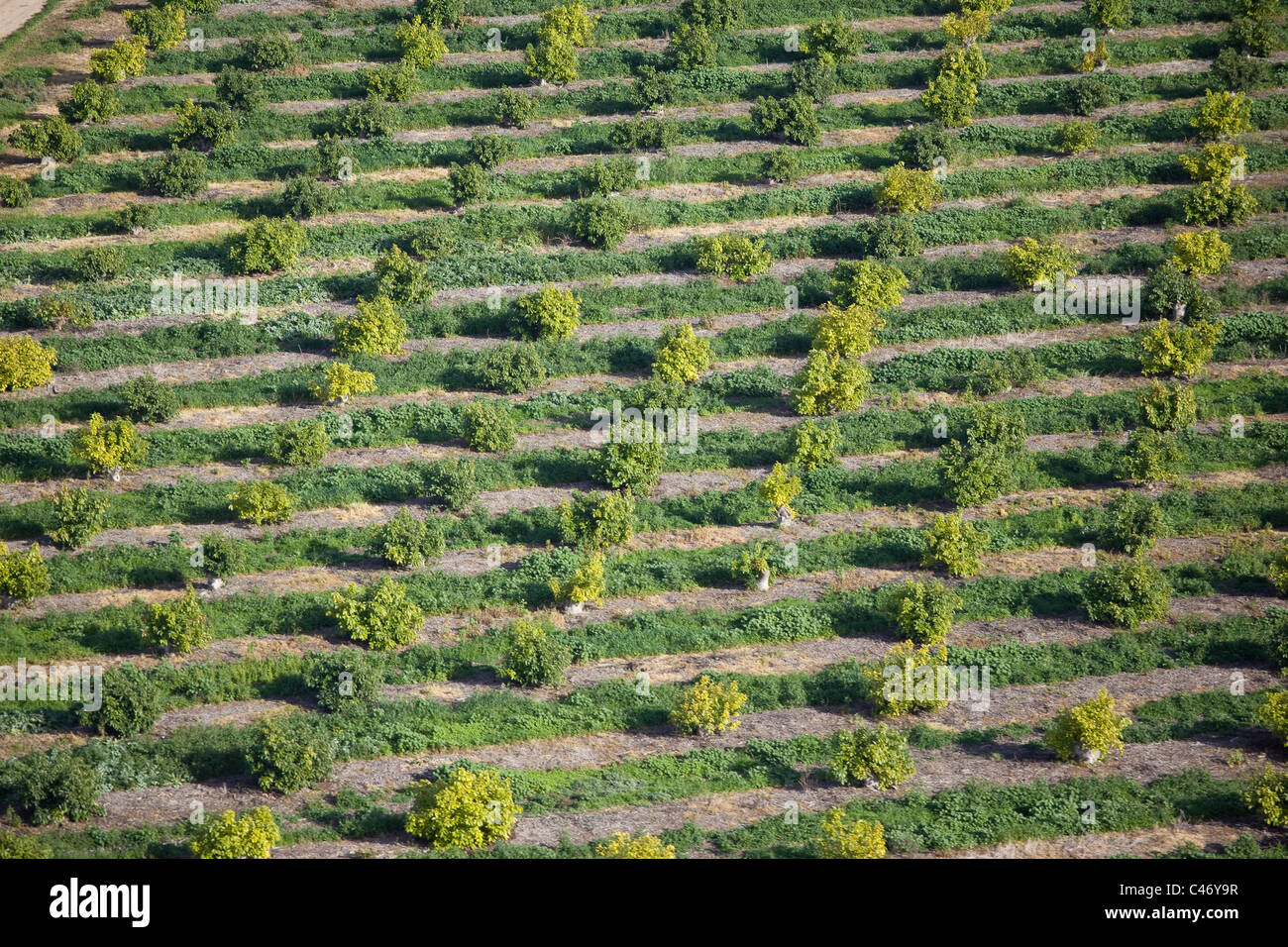 Abstrakten Blick auf einer Plantage in Galiläa Stockfoto