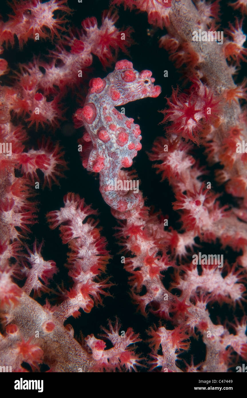 Pygmäen-Seepferdchen in der Lembeh-Straße von Indonesien Stockfoto