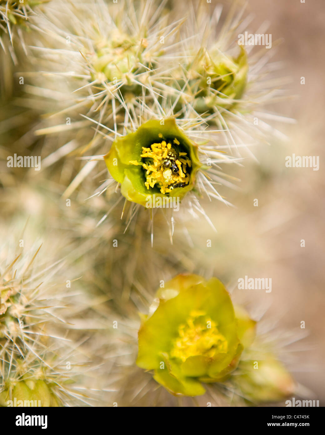 Cholla Kaktus in Blüte - Mojave, Kalifornien USA Stockfoto