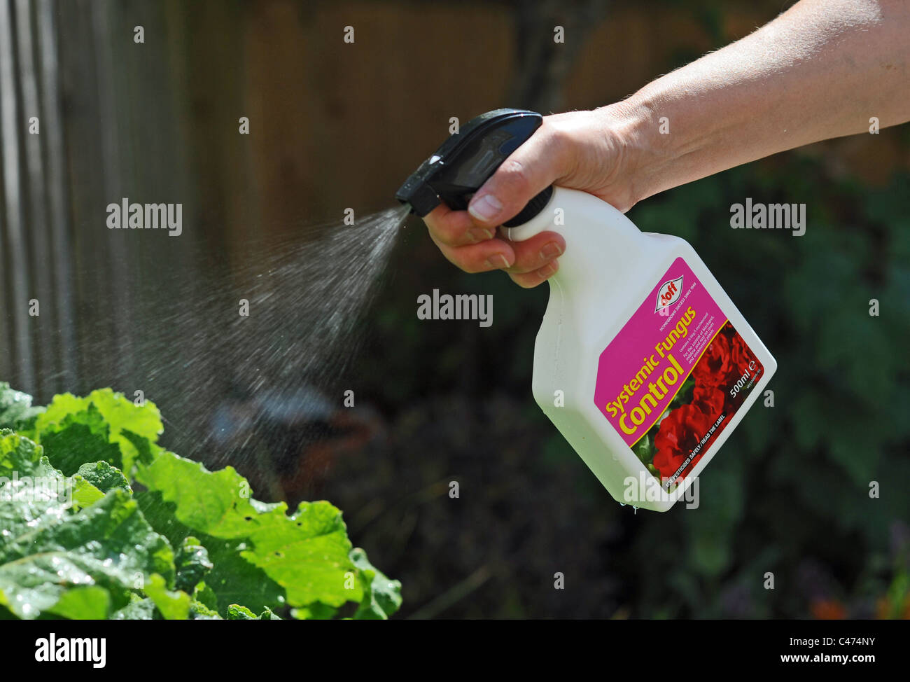 Weibliche Gärtner Spritzen Pflanzen mit doff systemische Pilz-Control UK Sommer Stockfoto