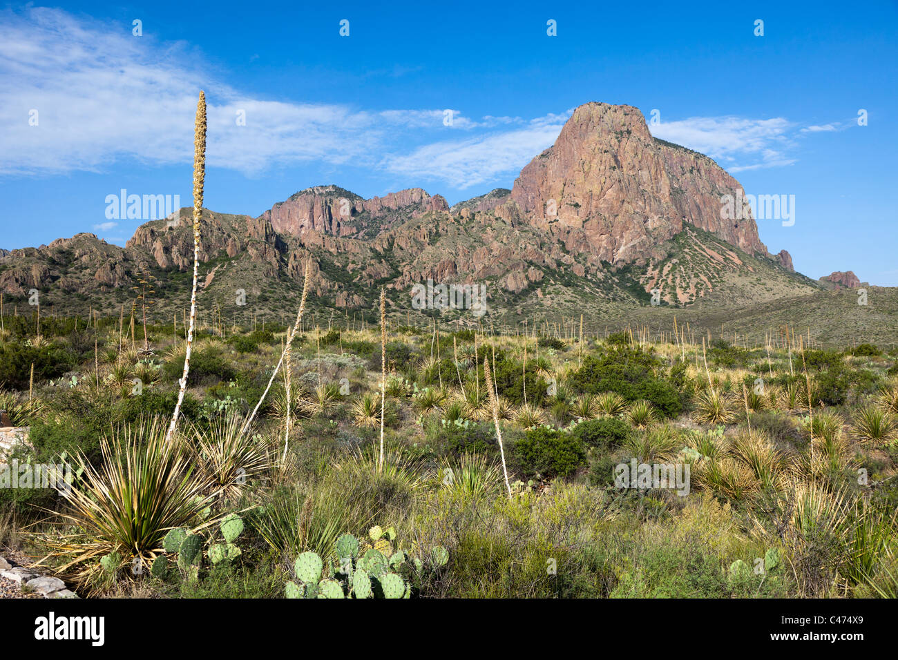 Agave Lechuguilla Pflanzen in Chihuahuan Wüste Big Bend Nationalpark Texas USA Stockfoto