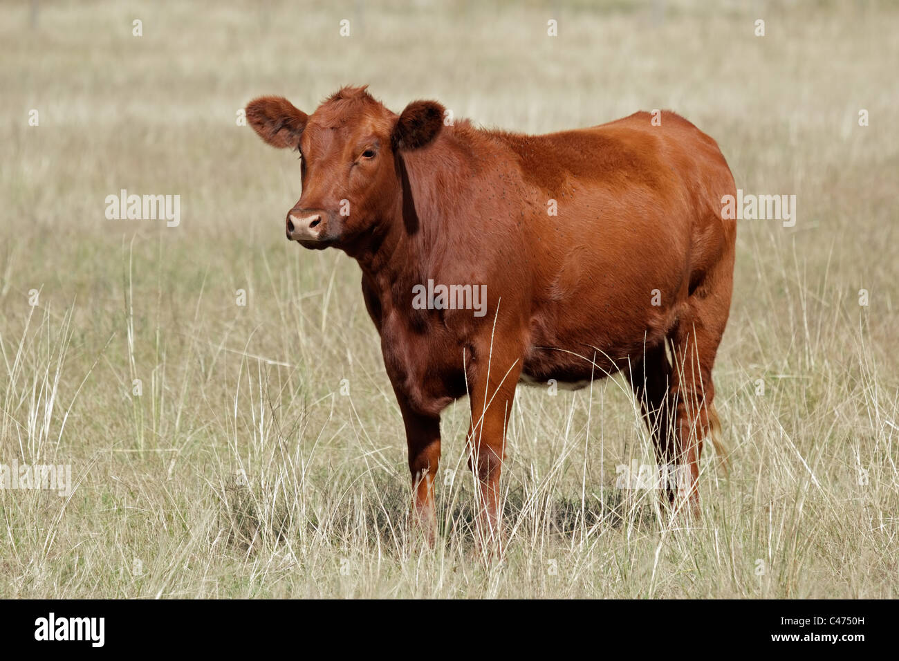 Rote Angus Kuh auf der Weide Stockfoto