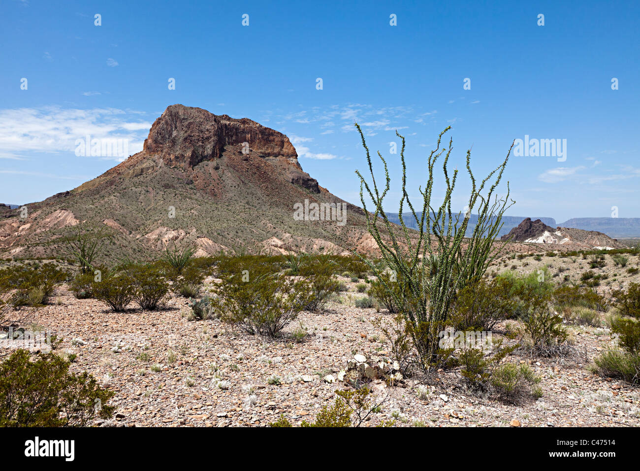Ocotillo Fouquieria Splendens in Wüste mit verwitterten Mesa Big Bend Nationalpark Texas USA Stockfoto