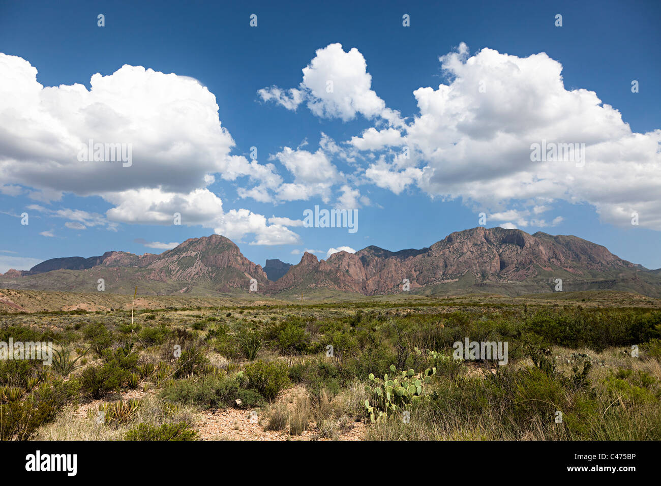 Chihuahua-Wüste Big Bend Nationalpark Texas USA Stockfoto