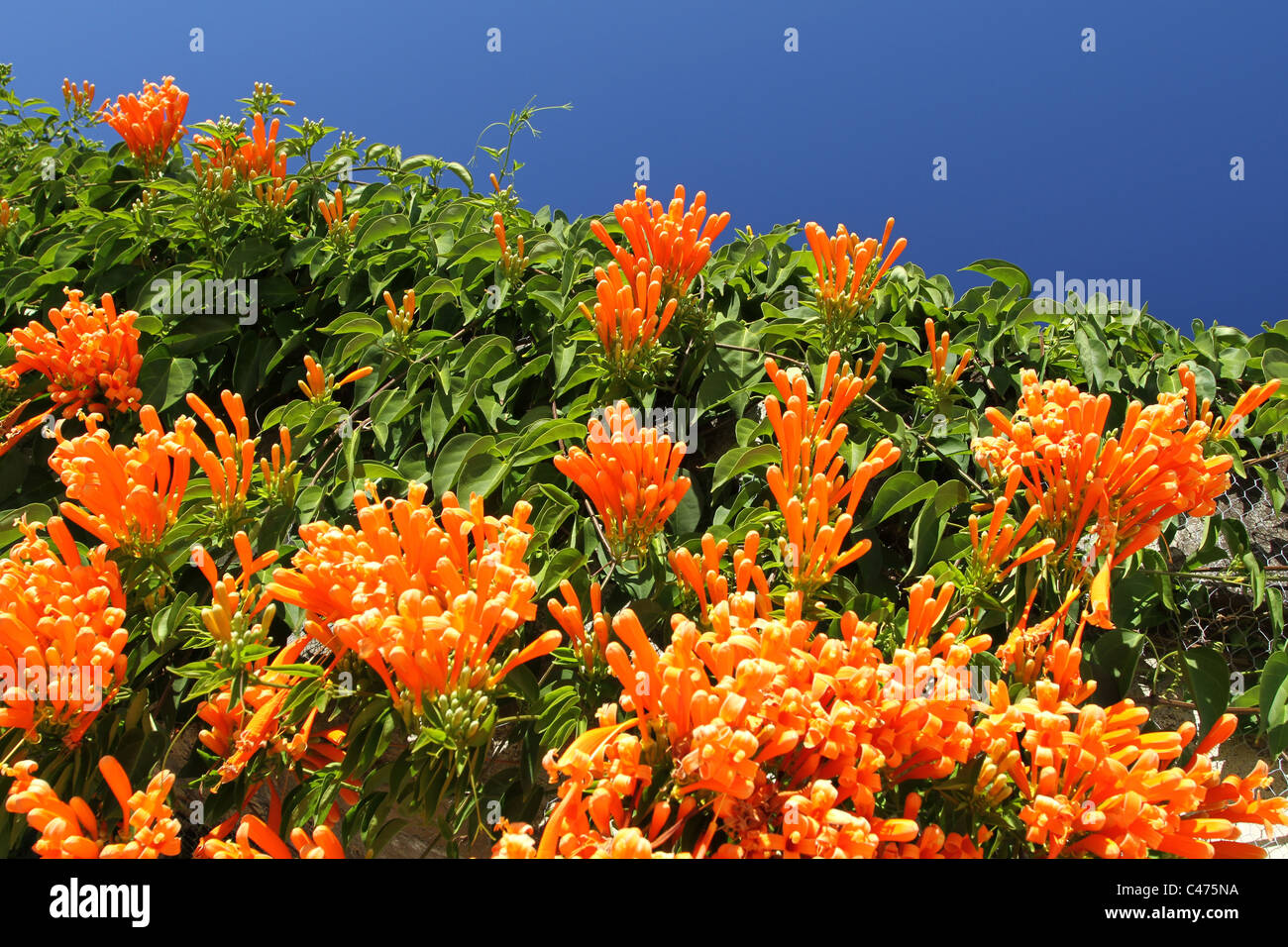 Foto von Pyrostegia Venusta (Flamme Blume, Flamme Ranke, Golden Shower) gegen blauen Himmel genommen in Brisbane Australien Stockfoto