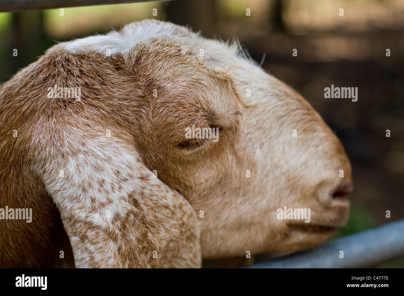 Eine Nubain Ziege, Mudchute Bauernhof, London Stockfoto