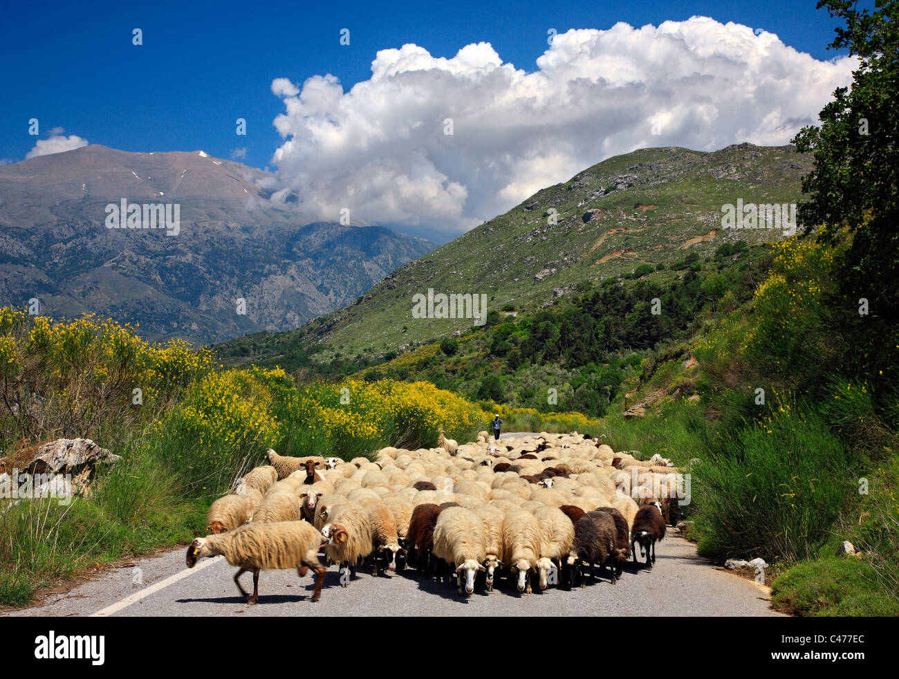 Traditionellen täglichen Leben Szene aus dem Inland der Insel Kreta. Im Hintergrund Psiloritis Gebirge. Amari Grafschaft, Rethymno. Stockfoto
