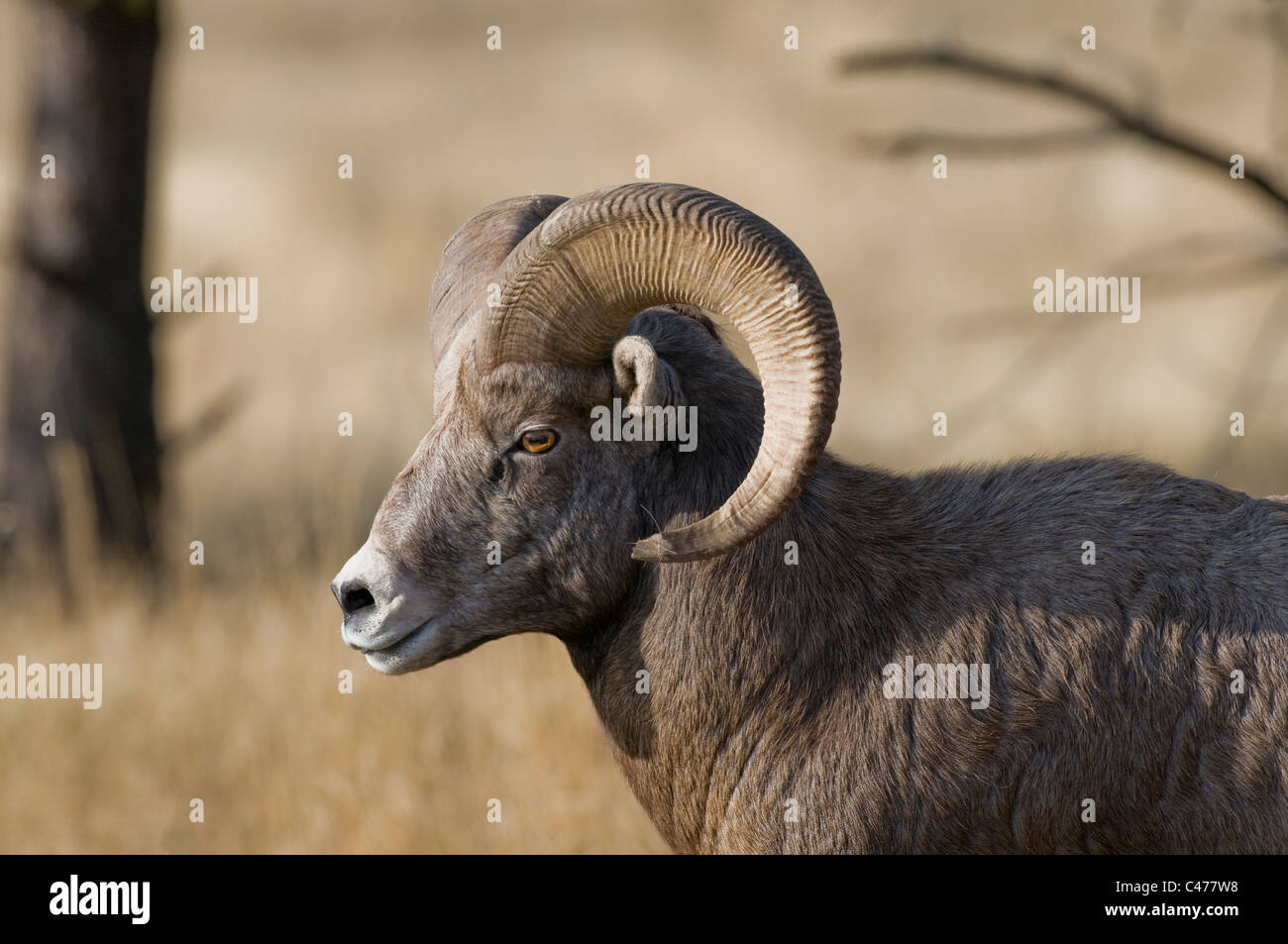 Rocky Mountain Bighorn Schafe 3/4-Curl Ram (Ovis Canadensis Canadensis) auf Wildhorse Insel im Flathead Lake Montana Stockfoto