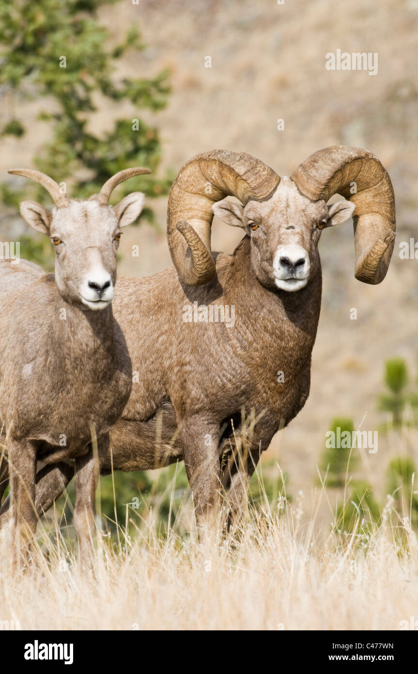 Rocky Mountain Bighorn Schafe Ram (Ovis Canadensis Canadensis) und Ewe während der Brunft auf Wildhorse Insel im Flathead Lake Montana Stockfoto