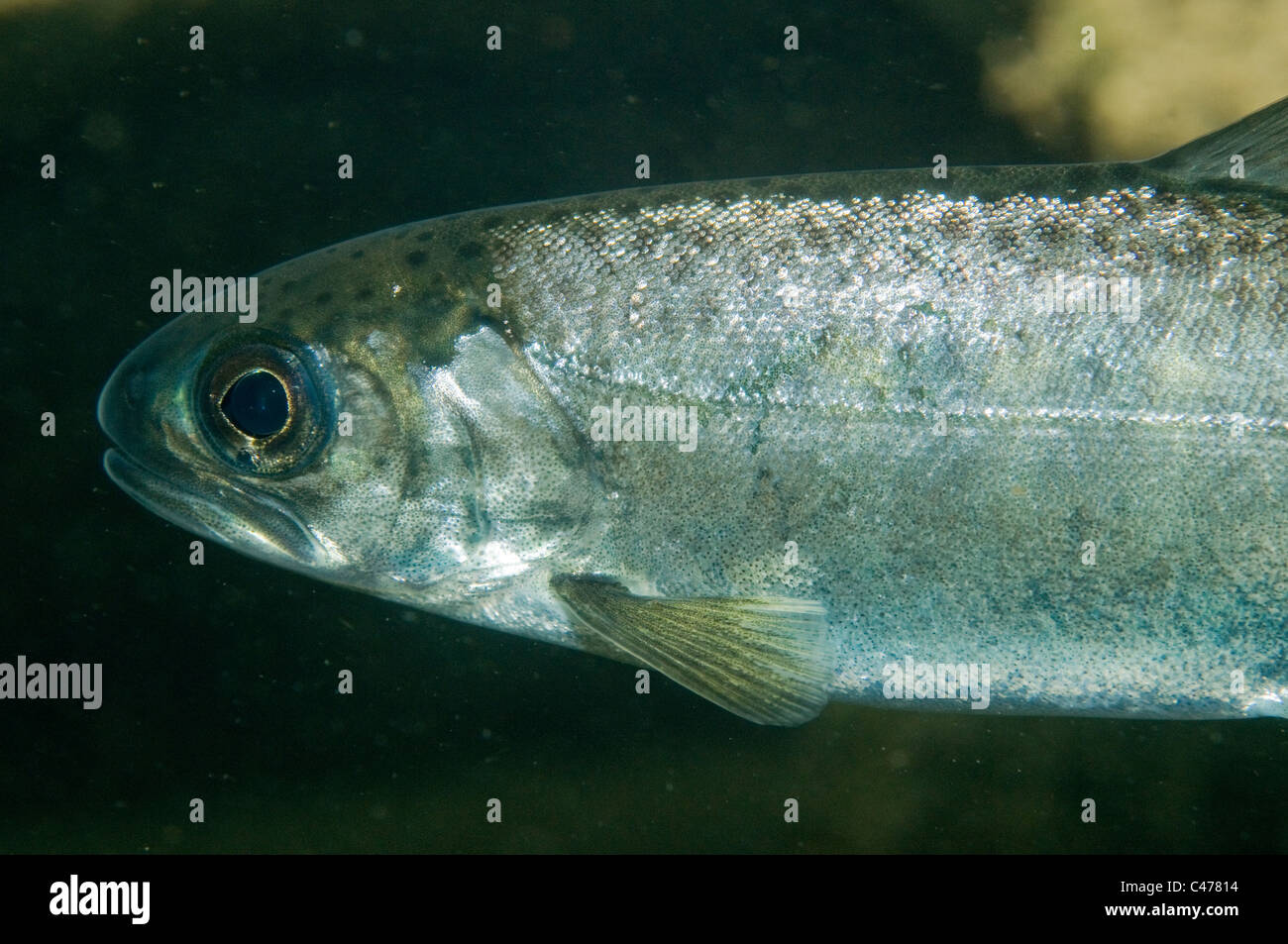 Smolt Königslachs (Oncorhynchus Tshawytscha) Stockfoto