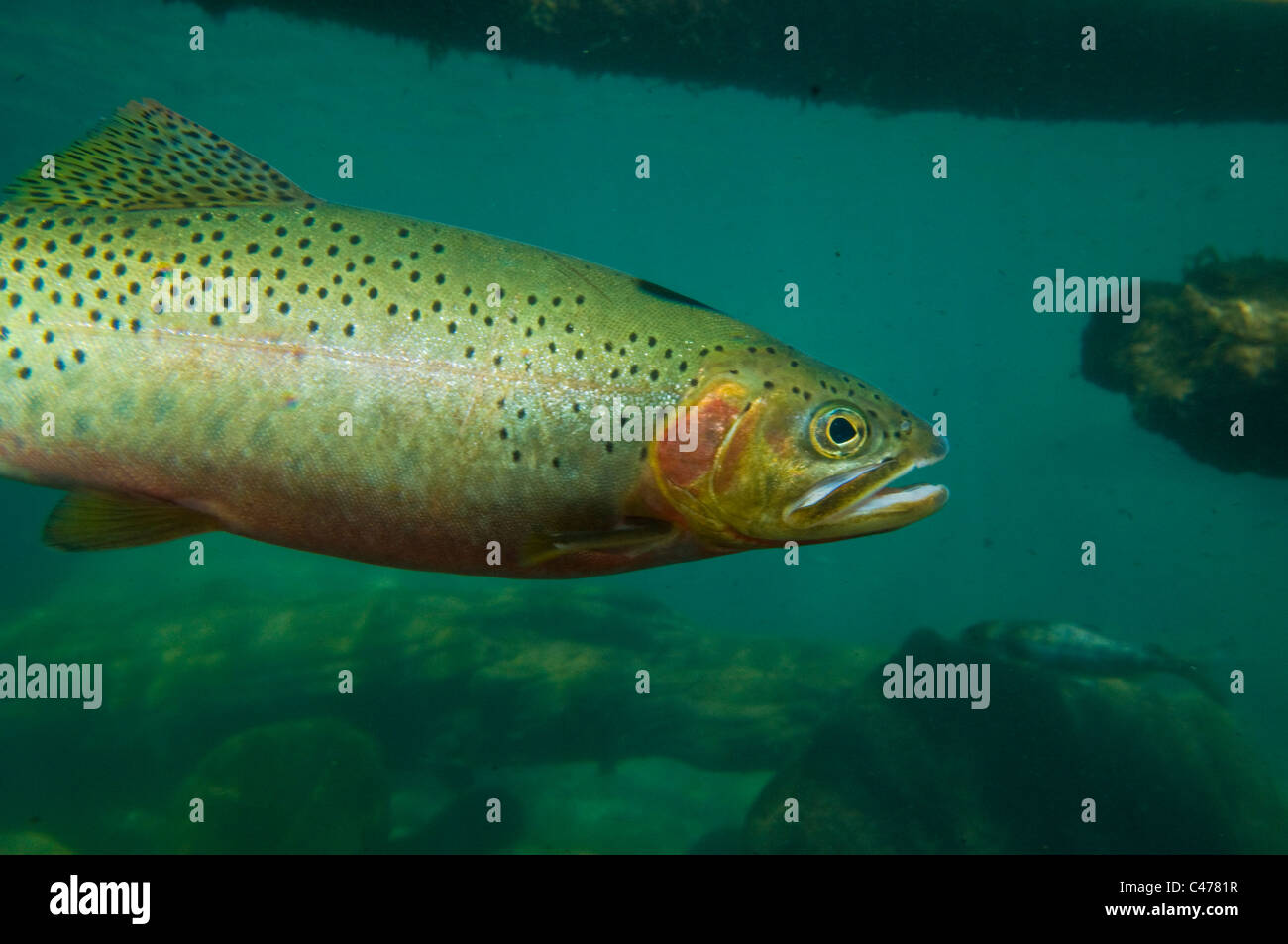 Westslope Cutthroat-Forelle (Oncorhynchus Clarki Lewisi) Stockfoto