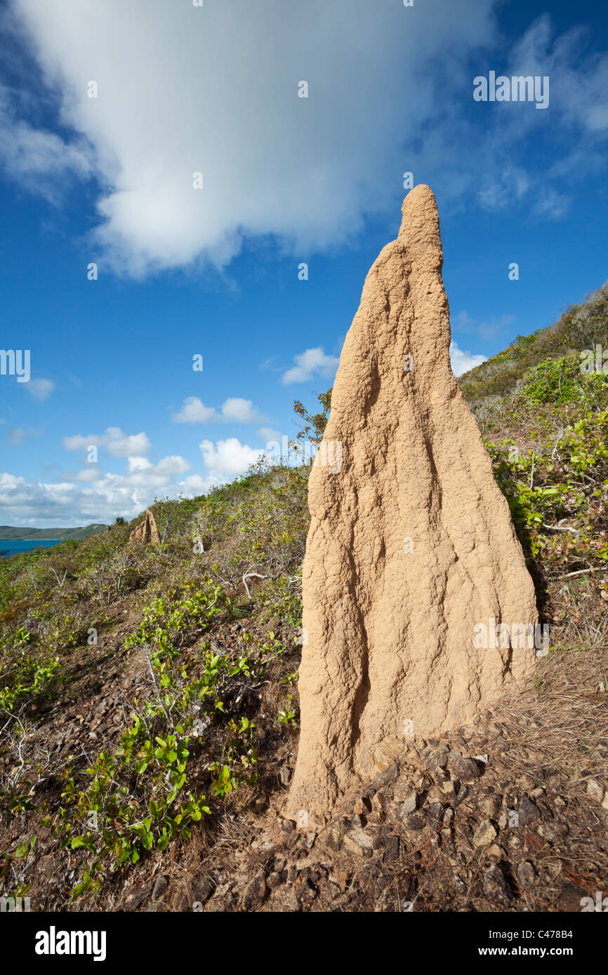Termite-Hügel. Thursday Island, Torres-Strait-Inseln, Queensland, Australien Stockfoto
