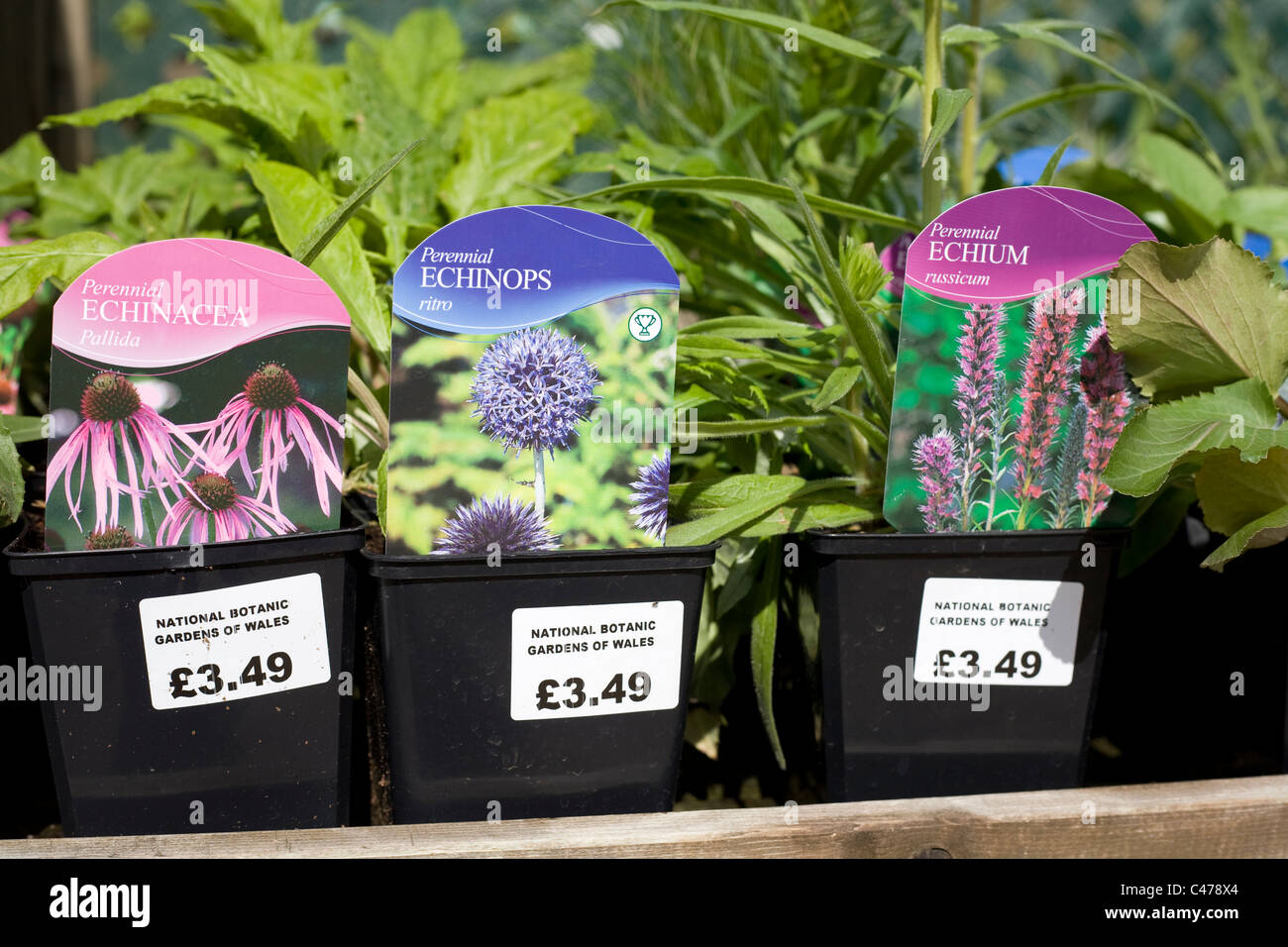 Nationaler Botanischer Garten von Wales, Stauden für Verkauf, Echinacea, Echinops, echium Stockfoto