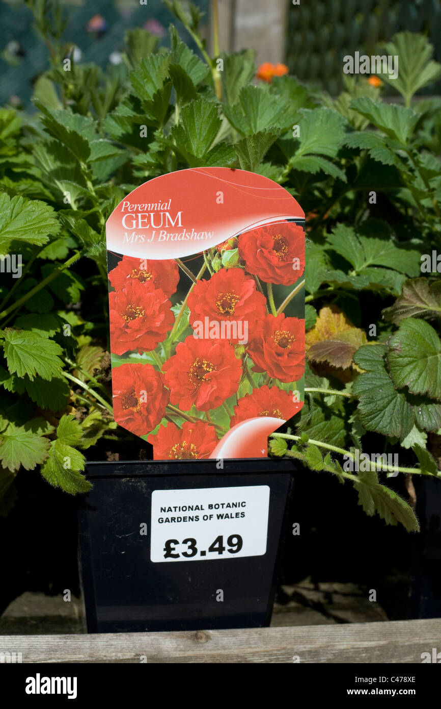 Nationaler Botanischer Garten von Wales, mehrjährige Pflanze zu verkaufen, Geum, Frau J Bradshaw Stockfoto