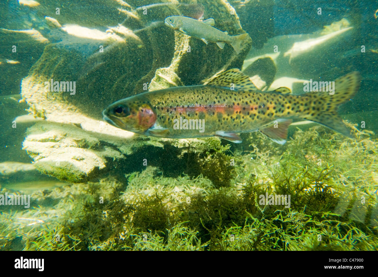 Redband Forelle (Oncorhynchus Mykiss) Stockfoto