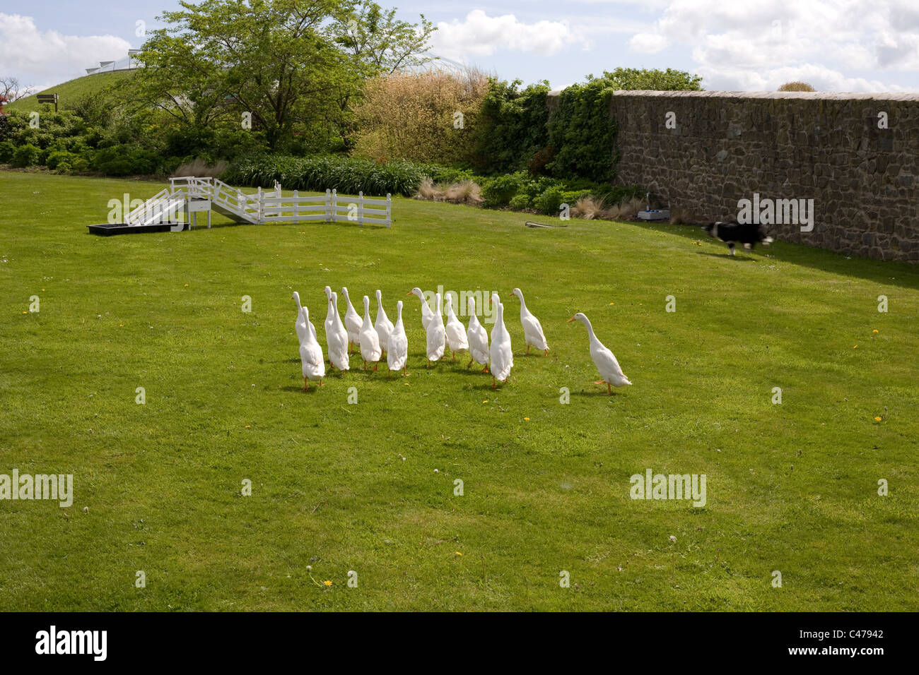 Nationaler Botanischer Garten von Wales, Enten Anzeige des indischen "quack Pack" getrieben von collie Stockfoto