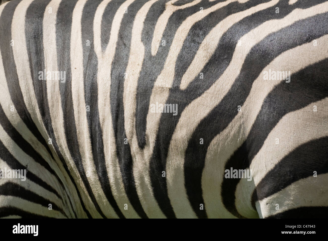 schwarz / weiß Zebra Textur für Hintergrund Stockfoto