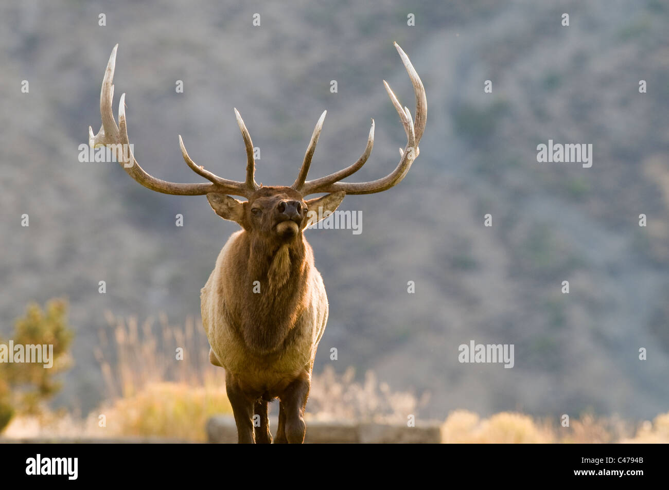 Rocky Mountain Elk Bull (Cervus Canadensis) in Yellowstone Nationalpark, WY Stockfoto