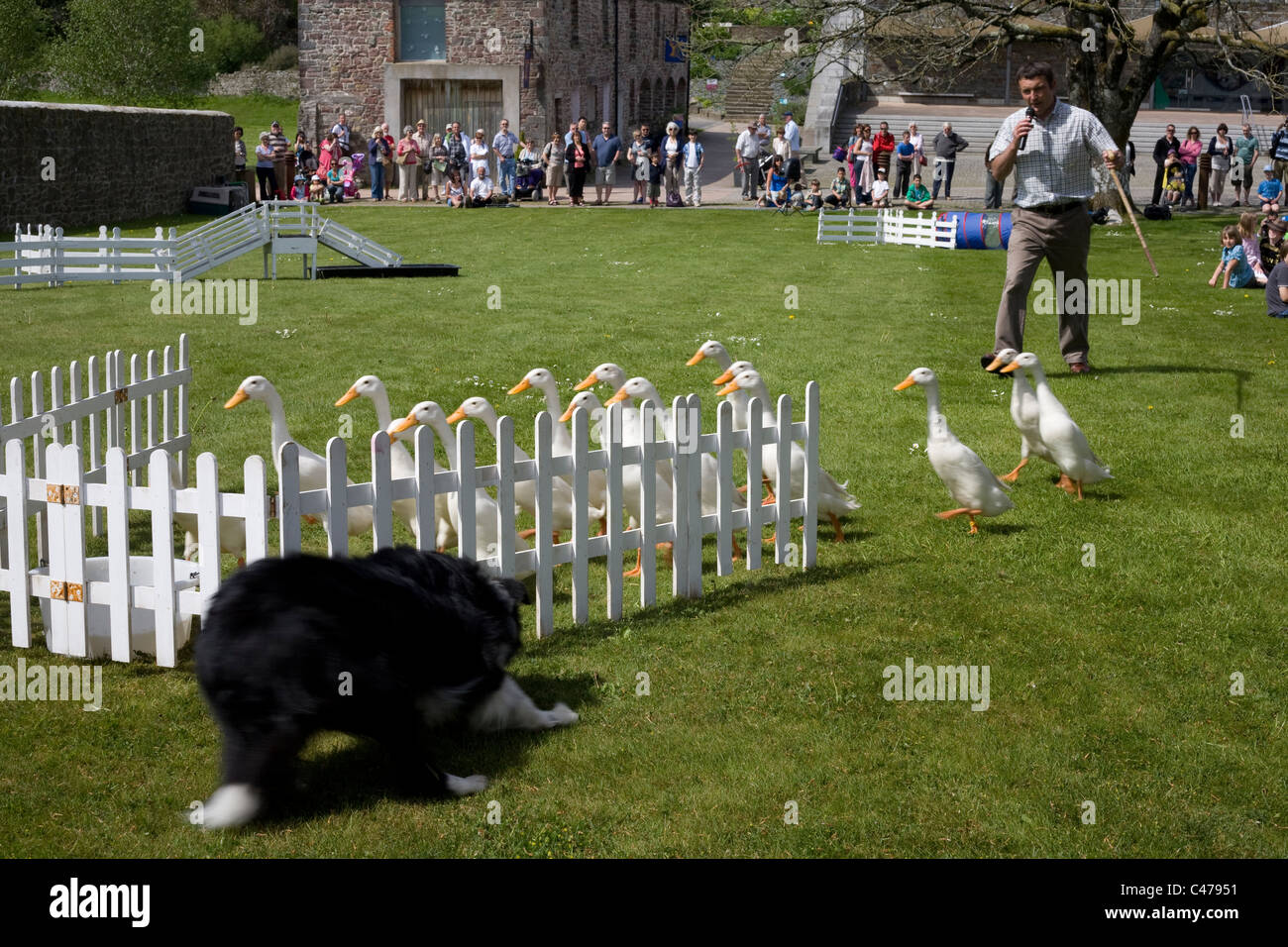 Meirion Owen und seine Collie runden eine Herde von indischen Enten an der National Botanic Garden of Wales Stockfoto