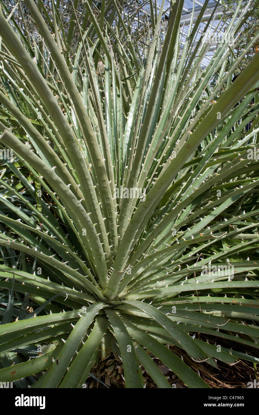 Nationaler Botanischer Garten von Wales, große Gewächshaus, eine Bromelie, Puya Chilensis, Bromeliaceae, ursprünglich aus Chile Stockfoto