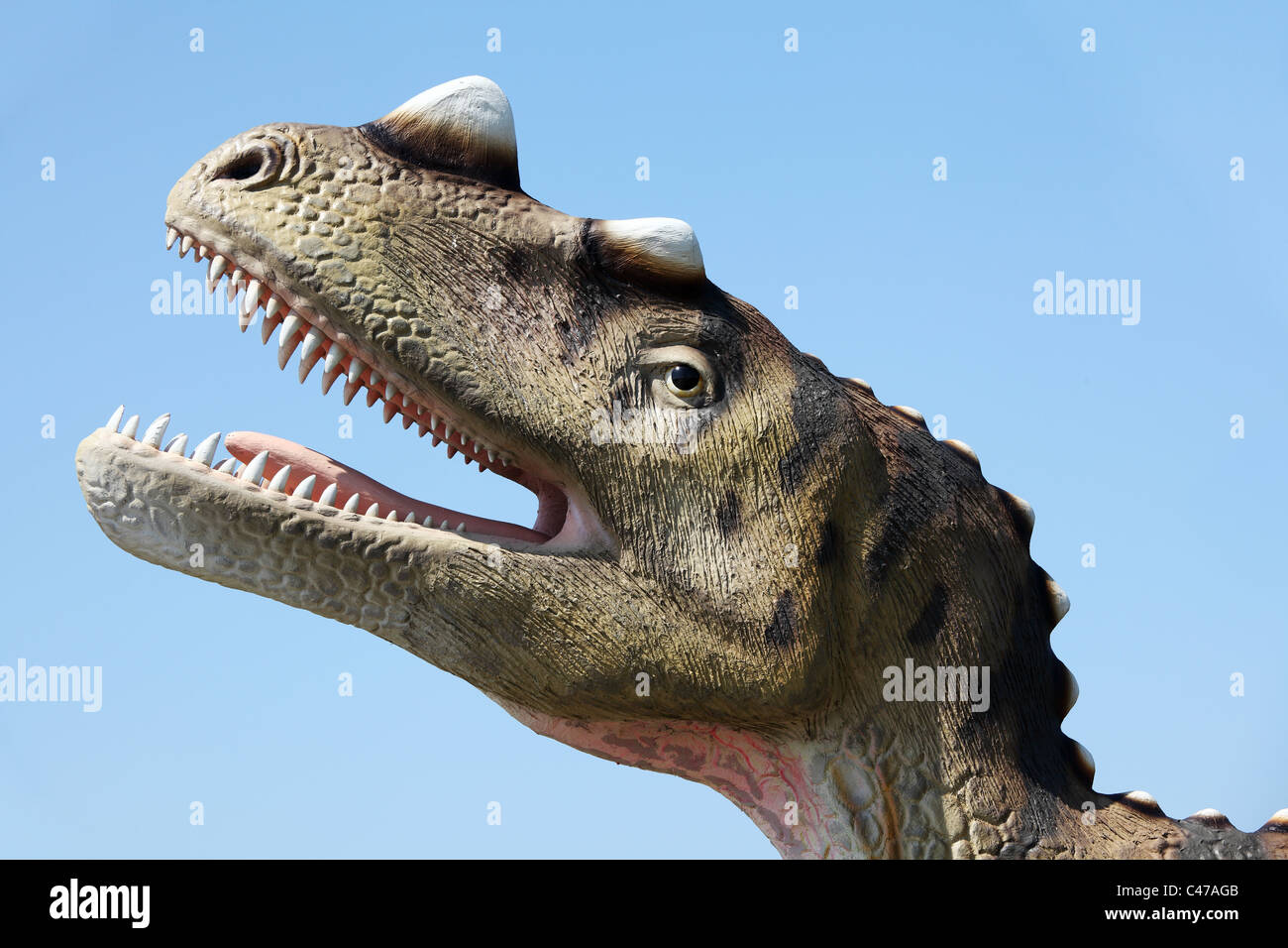 Dinosaurier - Ceratozaur (Theropoda, Creatosauria - Ceratosaurus) Stockfoto