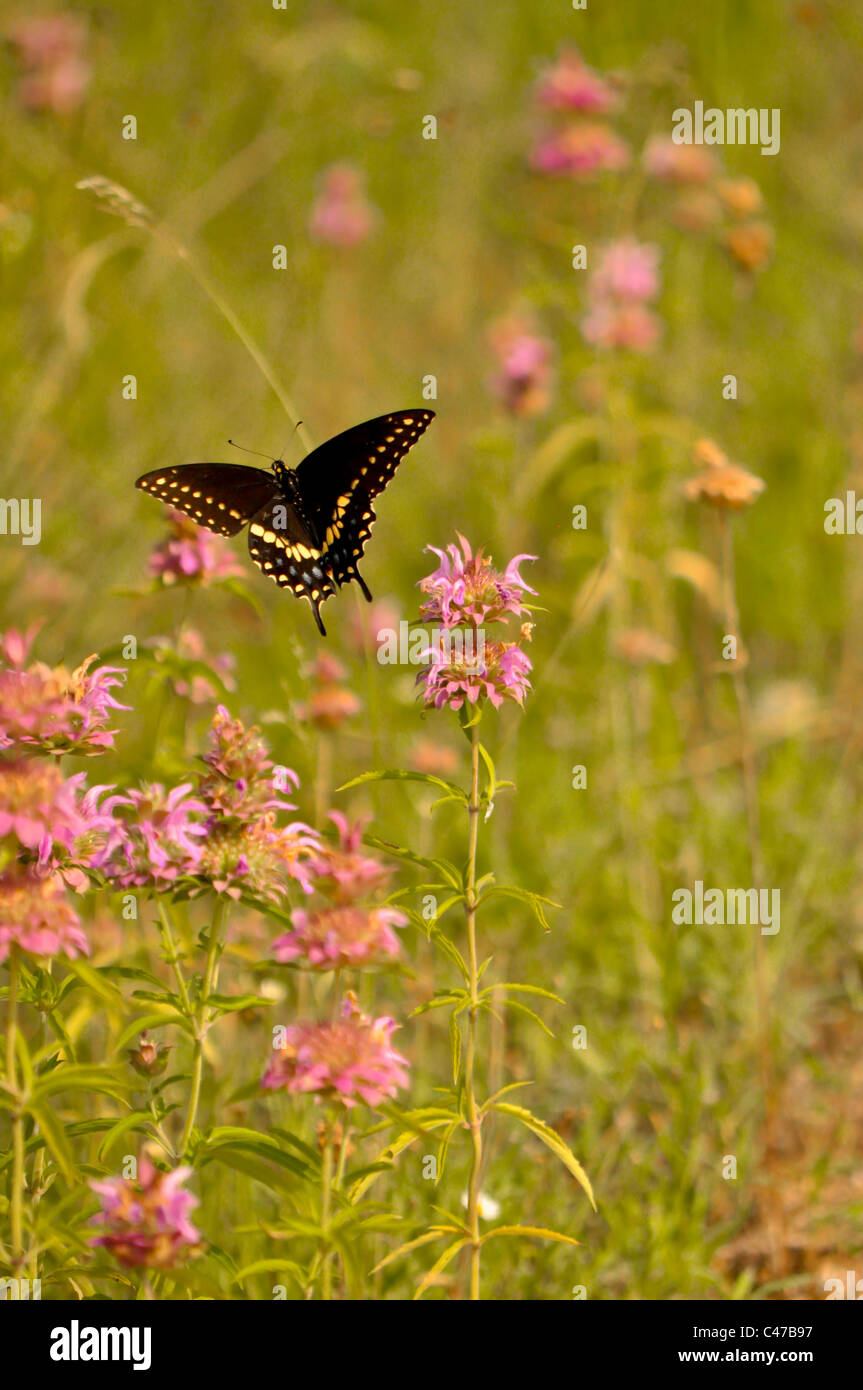 Texas-Distel und schwarzen Schwalbenschwanz Schmetterling Stockfoto