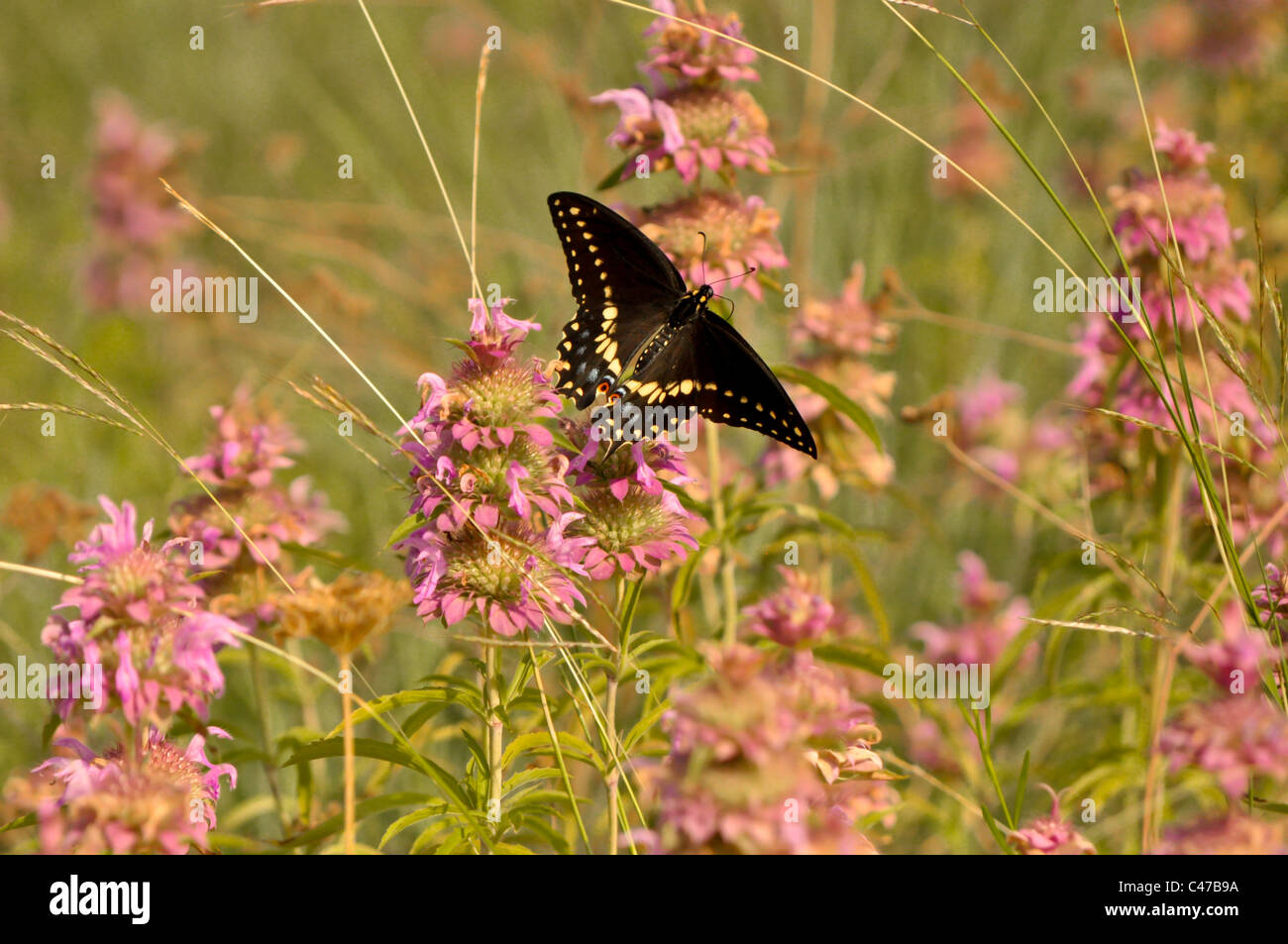 Texas-Distel und schwarzen Schwalbenschwanz Schmetterling Stockfoto