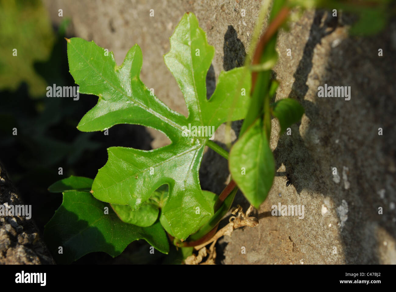 Blatt close-up Stockfoto