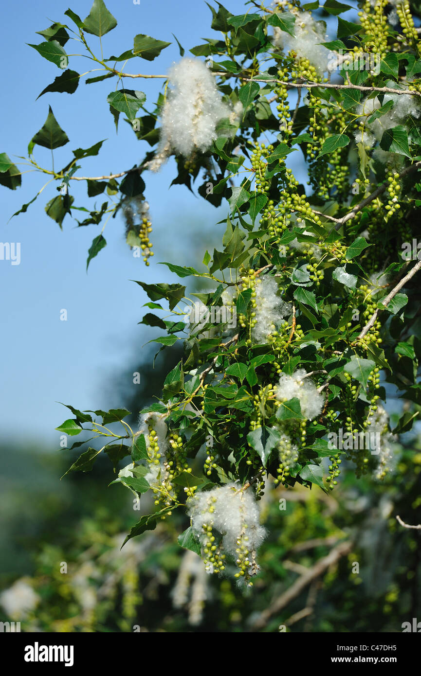 Schwarz-Pappel (Populus Nigra) Katkins im Frühling Stockfoto