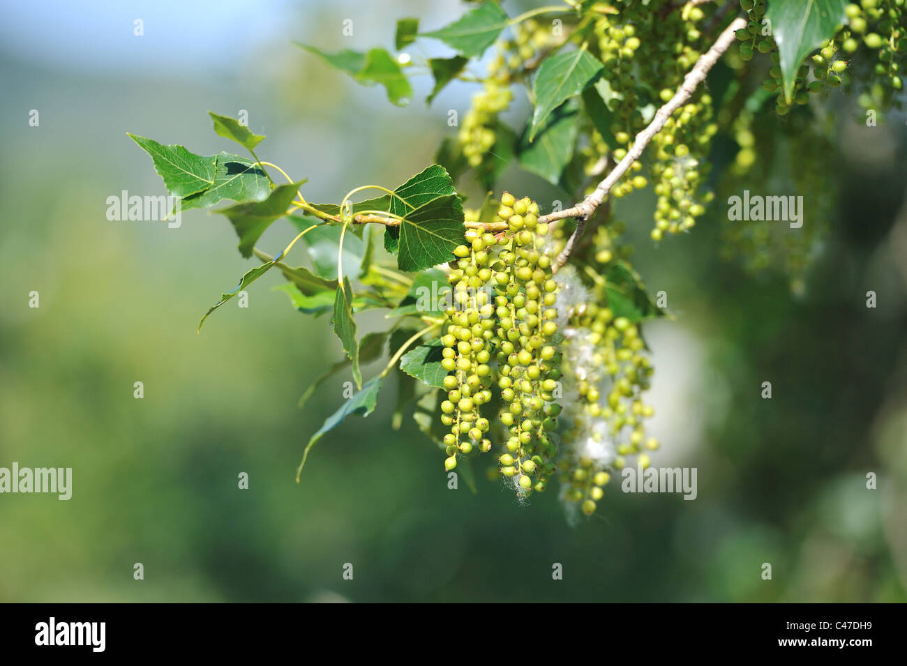 Schwarz-Pappel (Populus Nigra) Katkins im Frühling Stockfoto