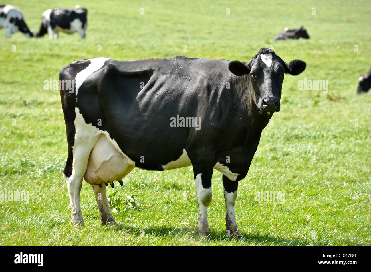 Großen Friesen Kuh stehend in einem üppigen grünen Feld direkt in die Kamera schaut, mit einem anderen Kühe in der Herde in der Ferne Stockfoto