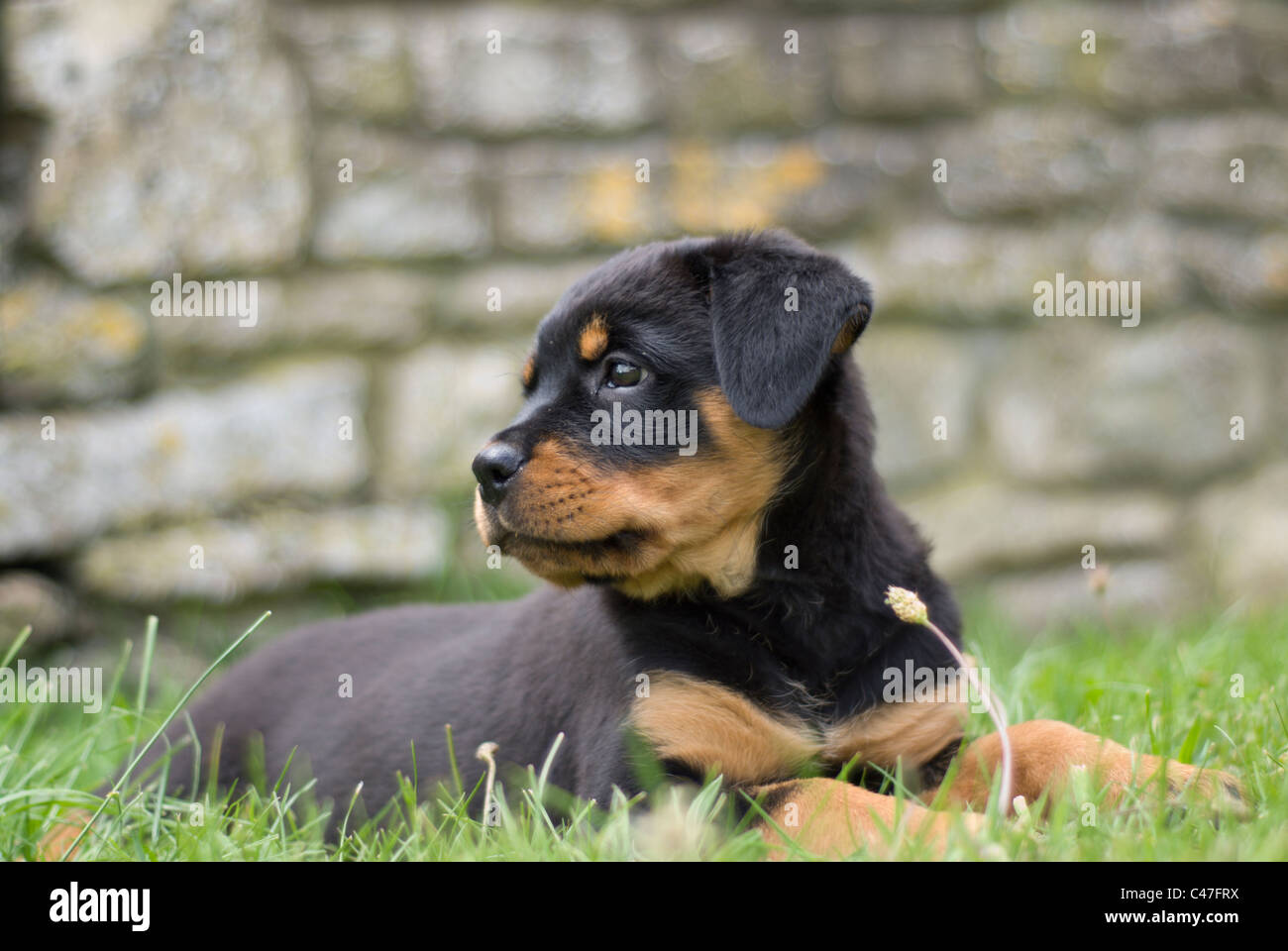 Rottweiler Welpen Stockfoto