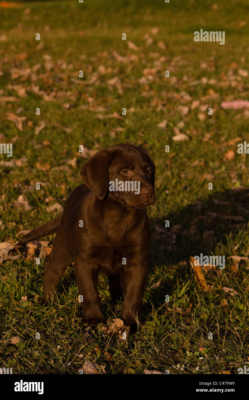 Labrador retriever Stockfoto