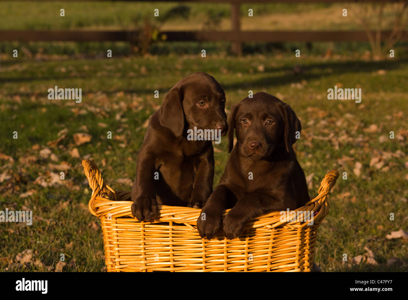 Labrador Retriever Stockfoto