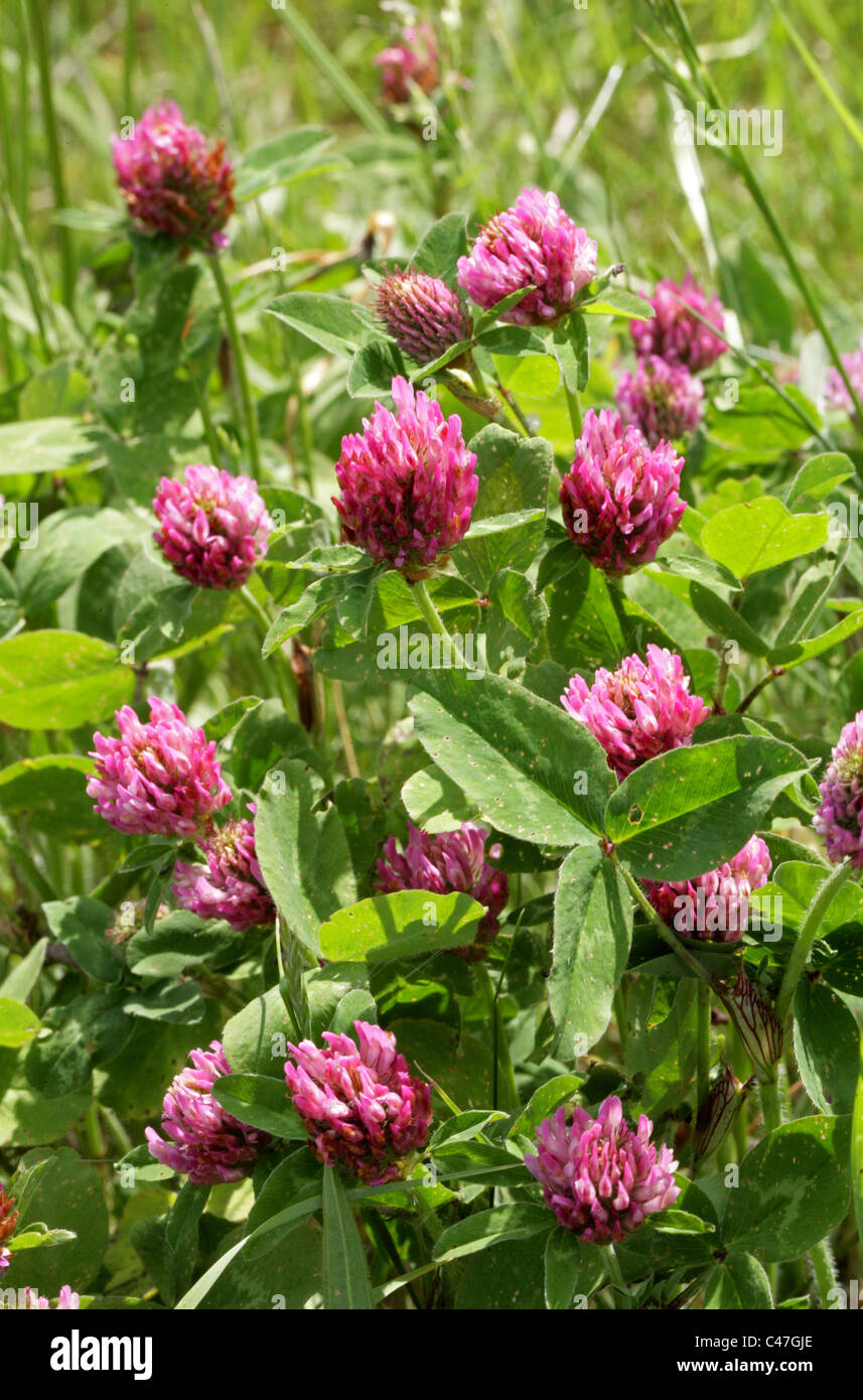Rotklee, Trifolium Pratense, Fabaceae (Leguminosae). Stockfoto