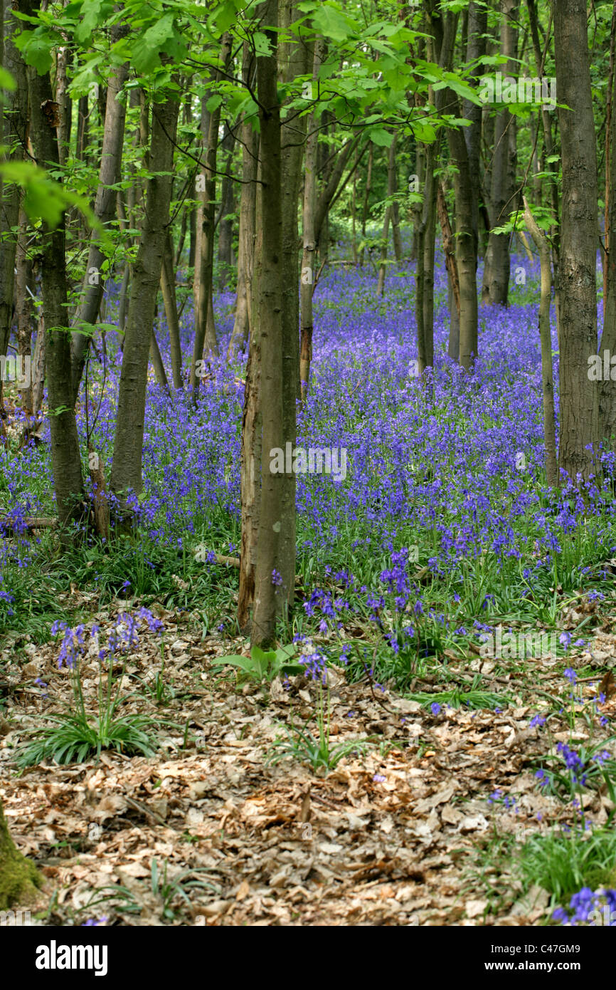 Glockenblumen, Hyacinthoides non-Scripta (SY Endymion nicht-Scriptum, Scilla non-Scripta), Whippendell Woods, Hertfordshire, UK Stockfoto