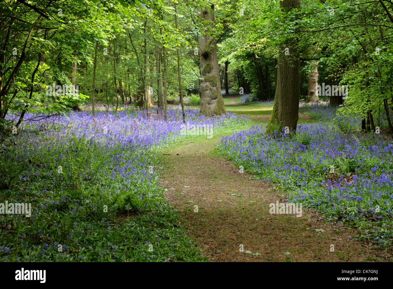 Glockenblumen, Hyacinthoides non-Scripta (SY Endymion nicht-Scriptum, Scilla non-Scripta), Whippendell Woods, Hertfordshire, UK Stockfoto