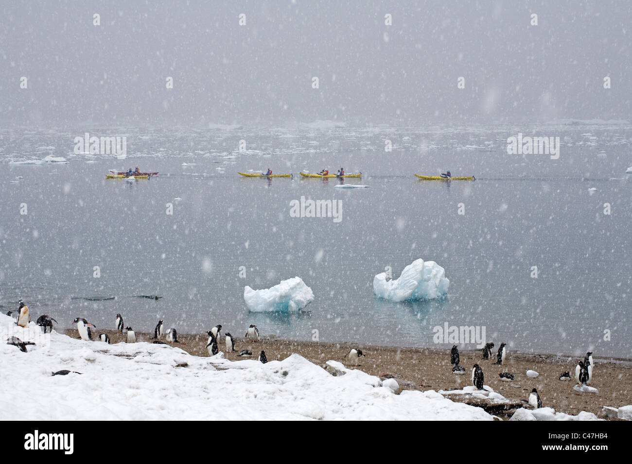Pinguine und Kyakers in starkem Schneefall vom Almirante Brown Insel Stockfoto