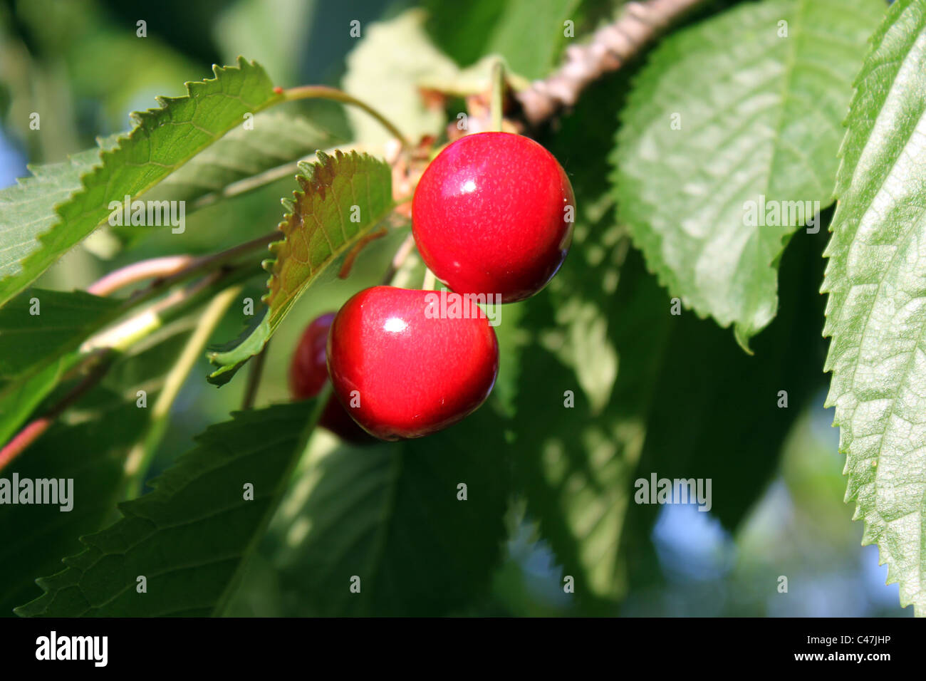 Kirschbaum-Zweig Stockfoto