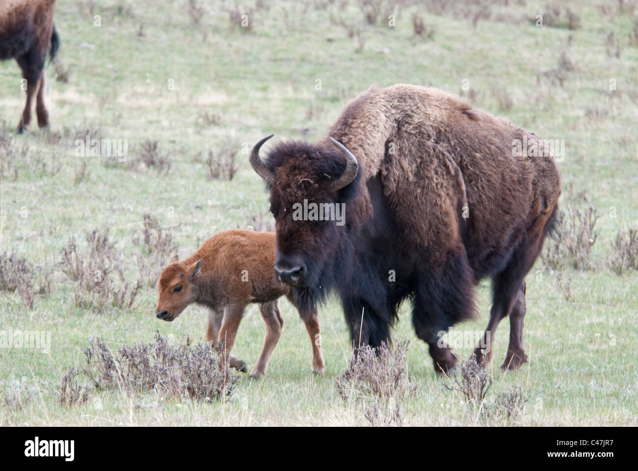 Bisons (Bison Bison) Kuh mit Kalb im Yellowstone National Park USA Stockfoto