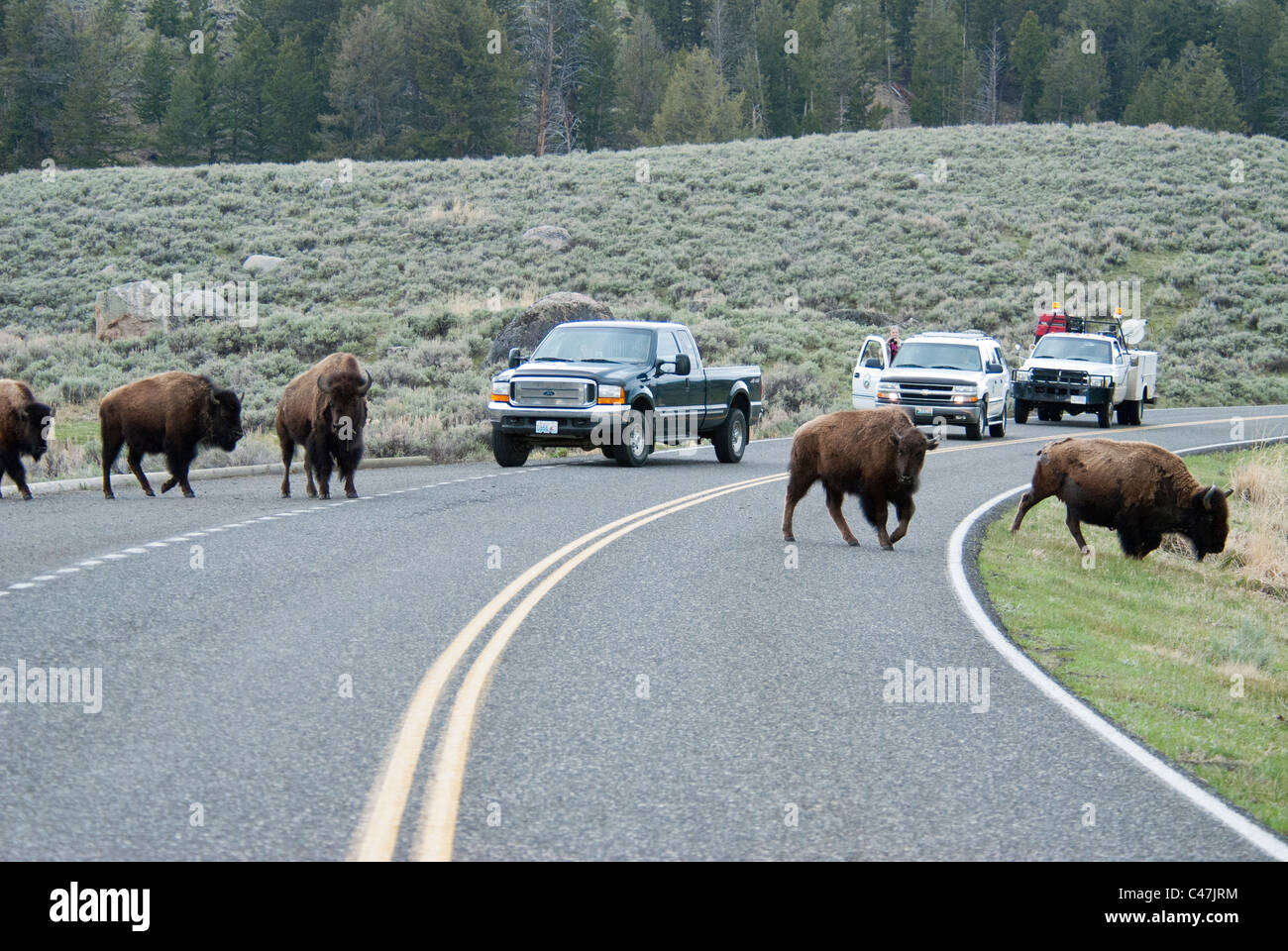 Amerikanische Bisons (Bison Bison) Kreuzung Straße im Yellowstone National Park USA Stockfoto