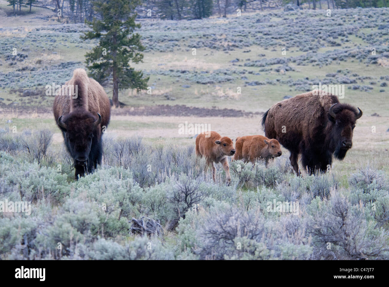 Amerikanische Bisons (Bison Bison) Kühe mit Kälbern im Yellowstone National Park USA Stockfoto