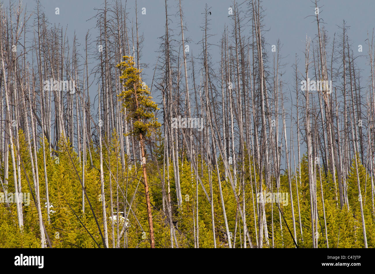 Lodgepole Pine Wald 22 Jahre nach dem Brand im Yellowstone National Park, USA Stockfoto