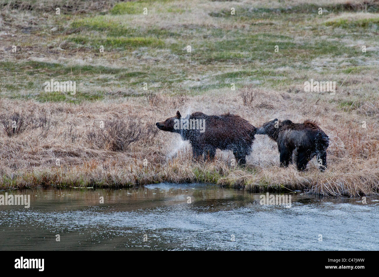 Grizzlybären (Ursus Arctos) Wasser im Yellowstone National Park USA abschütteln Stockfoto