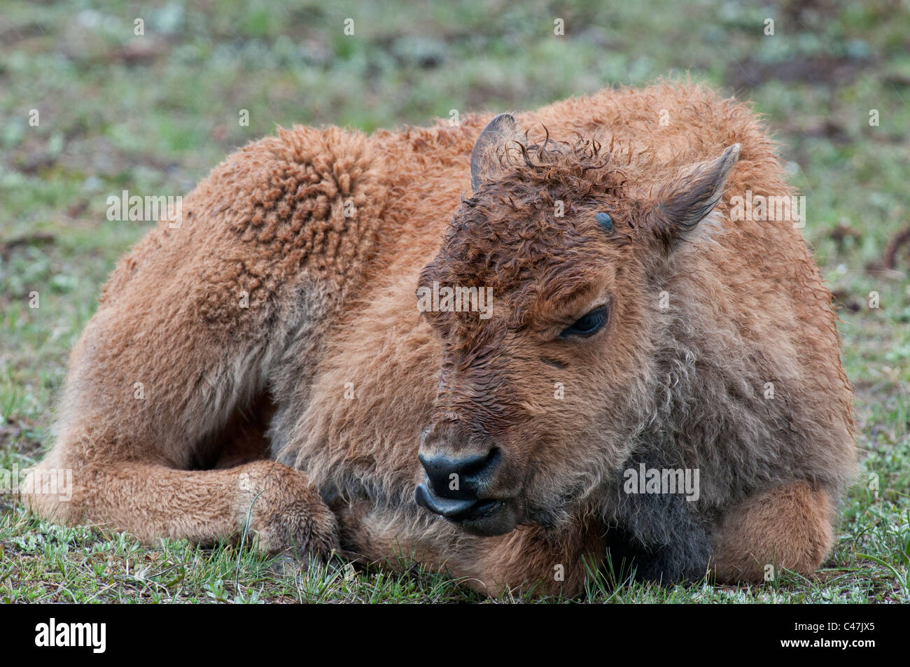 Amerikanische Bisons (Bison Bison) Kalb im Yellowstone National Park USA Stockfoto