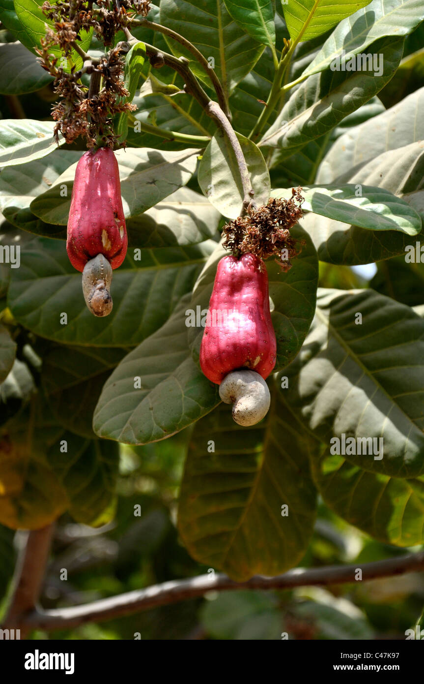 Cashew-Nuss-Obst Stockfoto