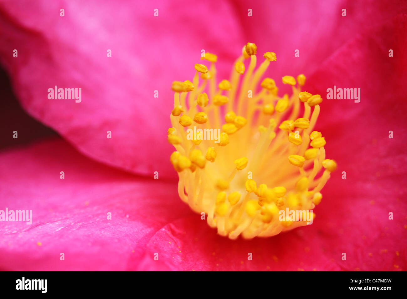 Makrofoto der Staubblätter auf eine Kamelie genommen in botanischen Gärten Brisbane Australien Stockfoto